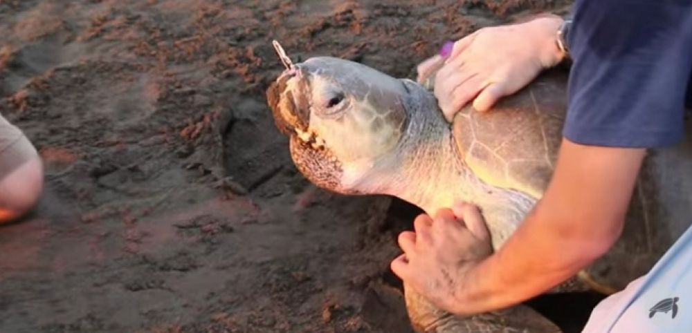 pailles en Des plastique ingérées par des animaux, passons aux pailles réutilisables